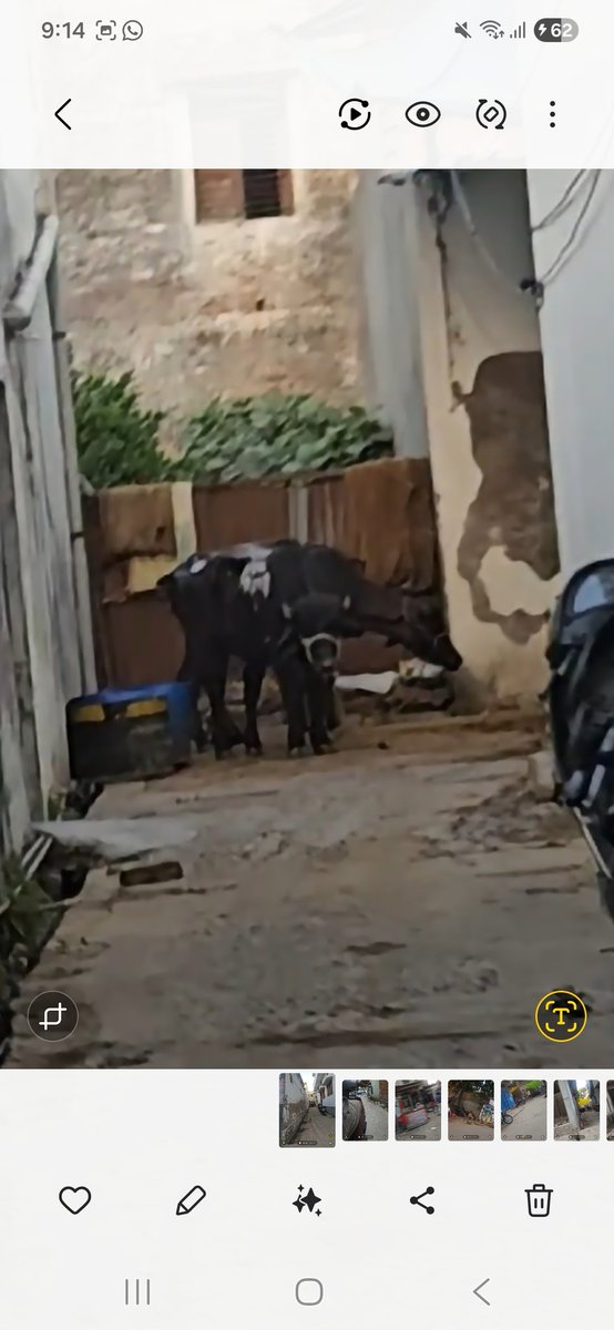 Pragyagupta_fd's tweet photo. Despite many complained why illegal  buffalo slaughtering  is allowed in Kasababara  a residential  area of Ayodhya during Bakrid? Is it  not your responsibility tp stop this? @dmayodhya
@ayodhya_police @myogiadityanath @CMOfficeUP
@Manekagandhibjp @PetaIndia @PFA https://t.co/6qAqUHukof