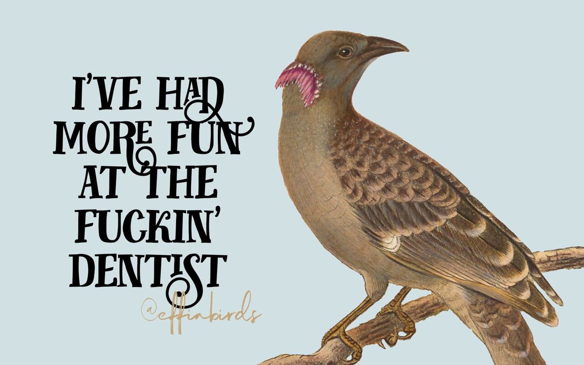 Effin' Birds tweet media