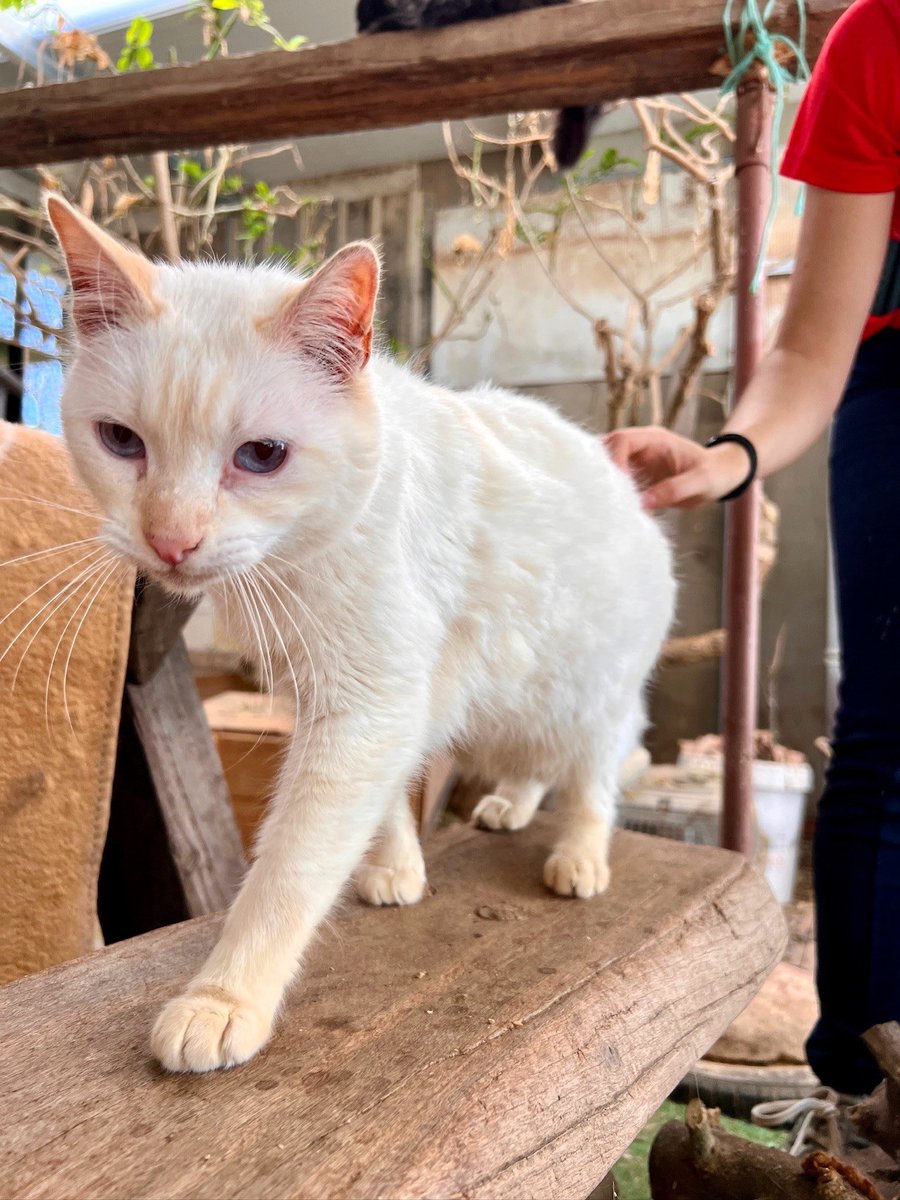 Ref_ElsAngels's tweet photo. Bino en adopción 🤍
📍Sueca, València

Cariñoso y tranquilo. Prefiere ser hijo único 🐾
¿Le das una oportunidad? ✨

📲 621 260 314
📄 Protocolo de adopción ➡️ https://t.co/eDd1EentZZ https://t.co/3va9rCAdrt