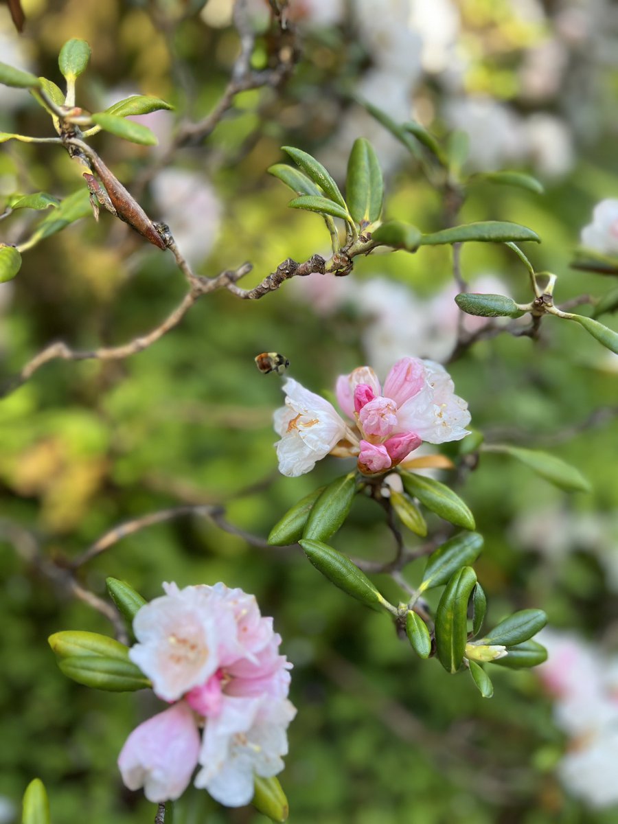 starsoar's tweet photo. went to the rhododendron botanical gardens this past weekend with my babygirl :) https://t.co/KBqUxJGRq0