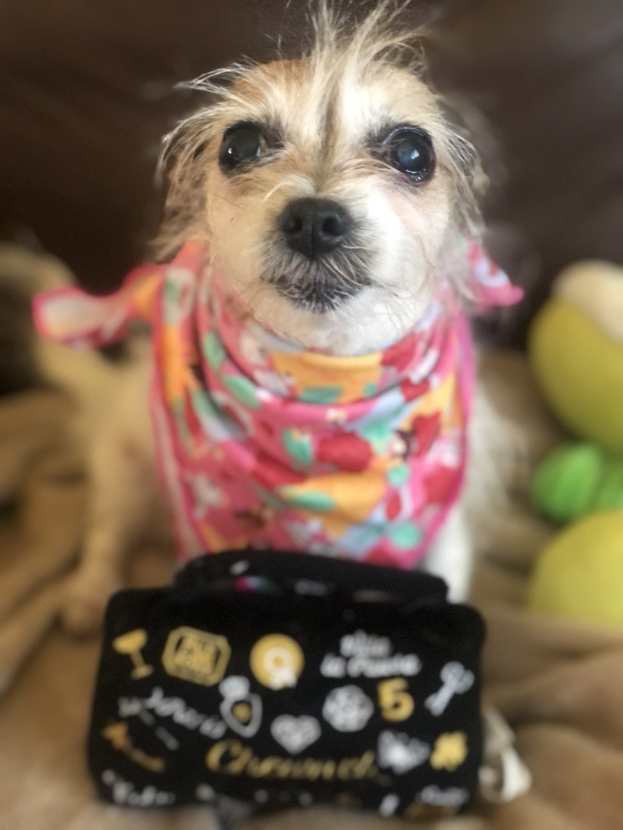Chica the chihuahua and crew tweet media