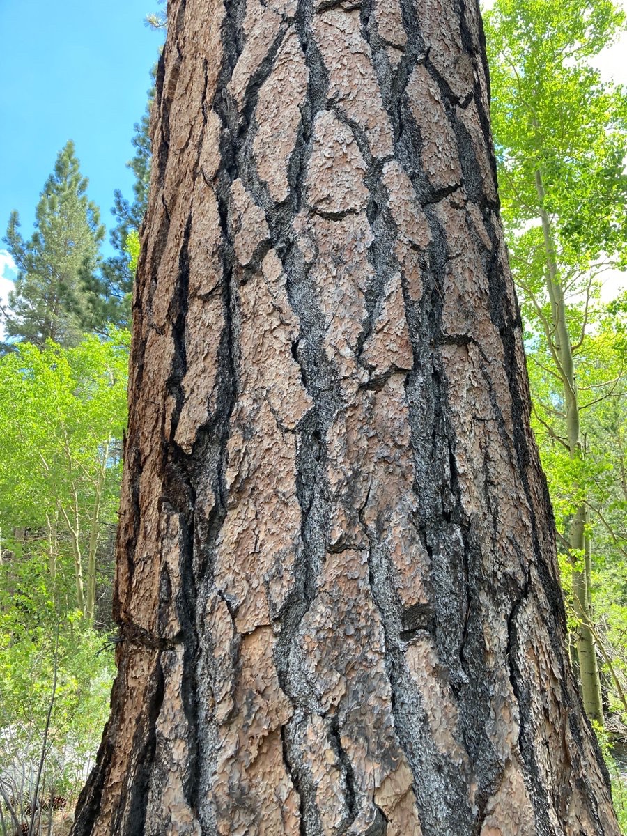 wildcreativity's tweet photo. Majesty of trees
their towering presence
fills the sky.

#haiku #naturephotography #Thicktrunktuesday https://t.co/r1Dwucofmt