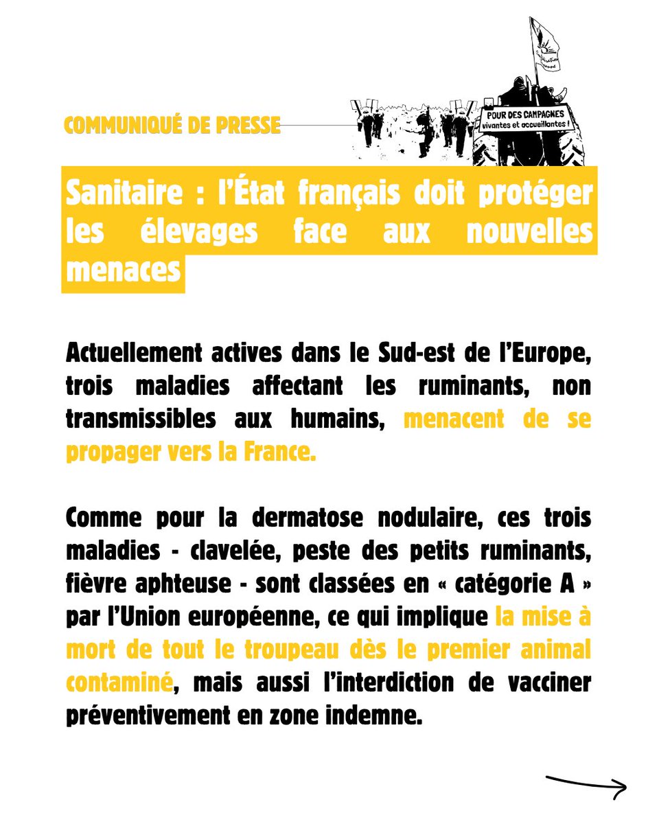 ConfPaysanne's tweet photo. Sanitaire : l’État français doit protéger les élevages face aux nouvelles menaces.

🔴 Seul un véritable changement de la politique sanitaire pourra protéger nos troupeaux de ces maladies, mais aussi des abattages totaux !

Notre communiqué de presse ➡️ https://t.co/aQel7PT5FG https://t.co/3xwPwWMKTD
