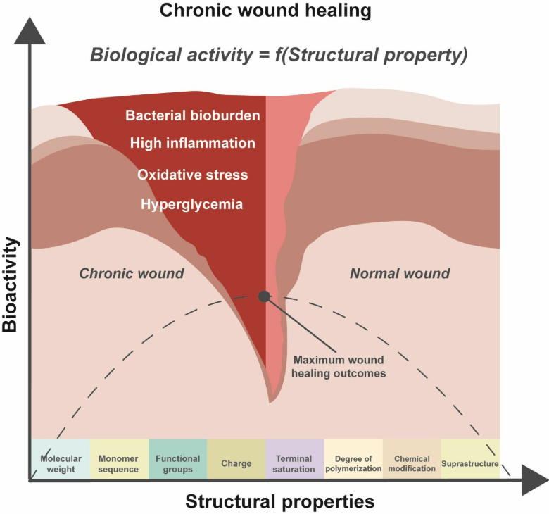 Biomim_MDPI's tweet photo. 🩹🌿 This review explores how bioactive biopolymers such as alginate, chitosan, hyaluronic acid, and collagen can enhance chronic wound healing, particularly in diabetic ulcers.

🔗 https://t.co/8zUt05sGQk

#Biomaterials #WoundHealing #DiabeticUlcers #TissueEngineering https://t.co/JsCA0Rqkud