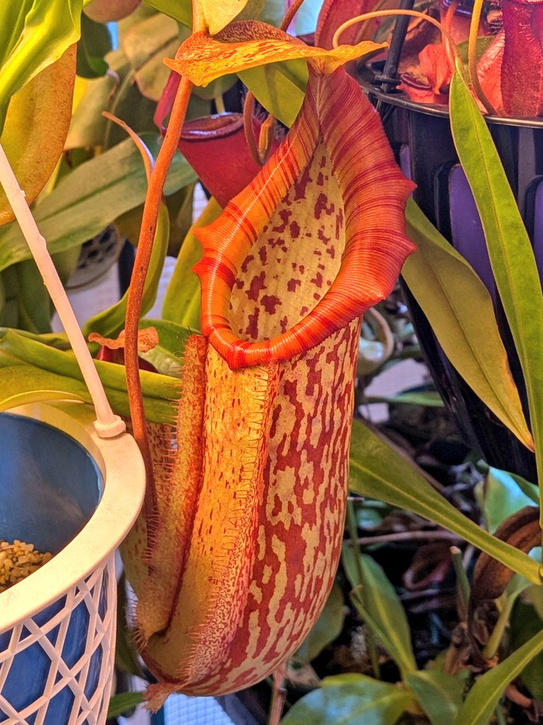 N.′Miranda′とN.′Red Dragon′ #食虫植物 #Nepenthes #ウツボカズラ