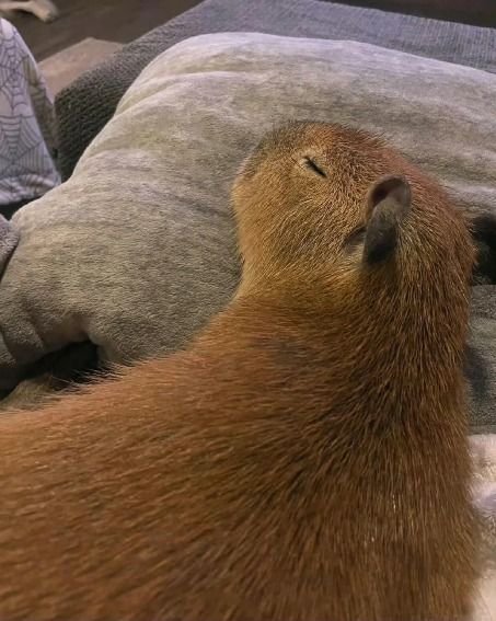 Mr. CapyBara tweet media