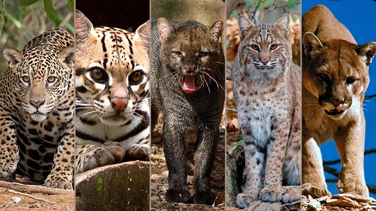 Tio Felino (Leo) tweet media