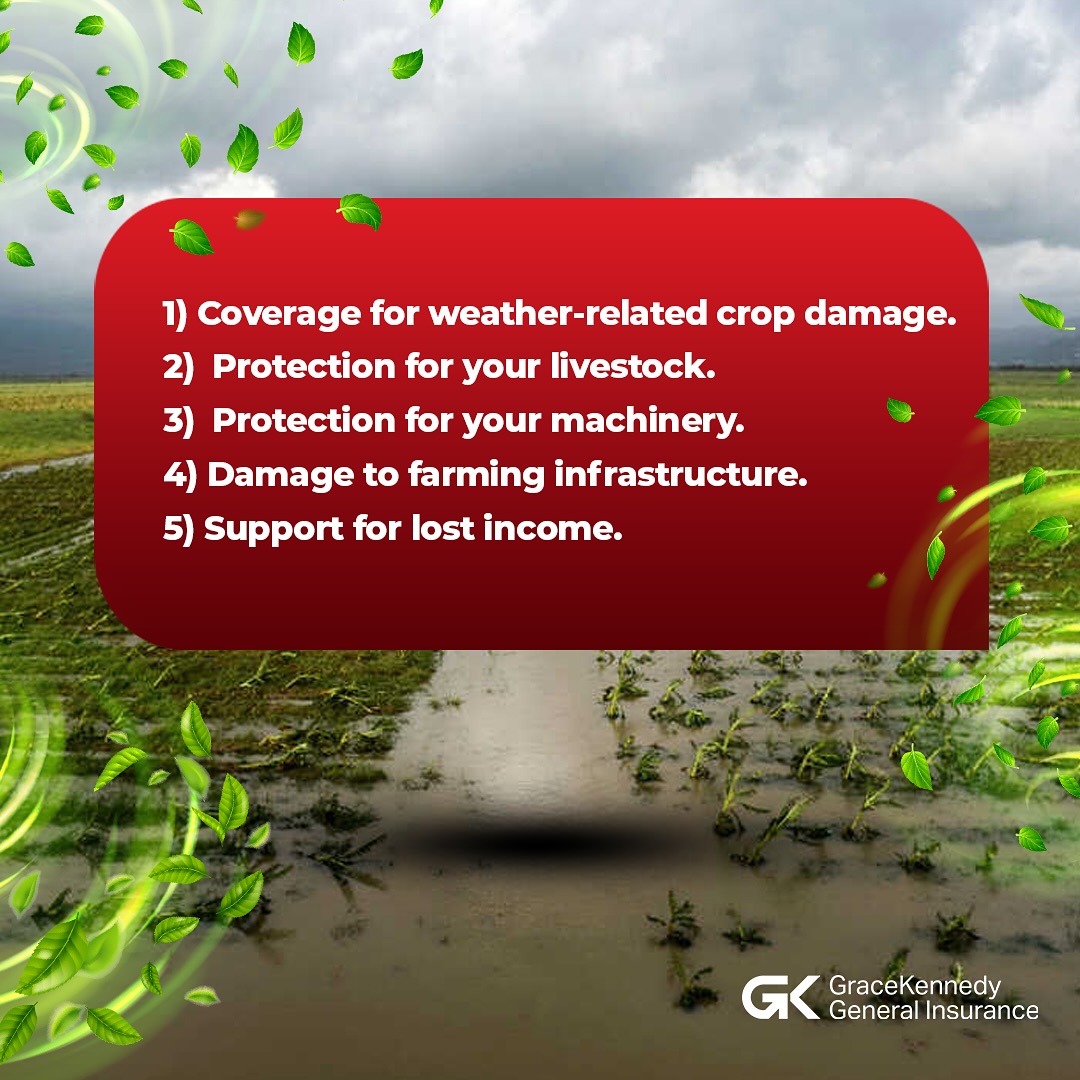 GKInsurance_ja's tweet photo. Protect what matters most this hurricane season🌦️🌱

GK Weather Protect is designed to safeguard your crops, livelihood and peace of mind.

Contact us now!
🌐 https://t.co/akbXtwUhfd
📞 876-926-3204, 876-935-0318, 876-550-9311

#GKWeatherProtect #Hurricaneseason #GKGI https://t.co/HQuJ2mvelb