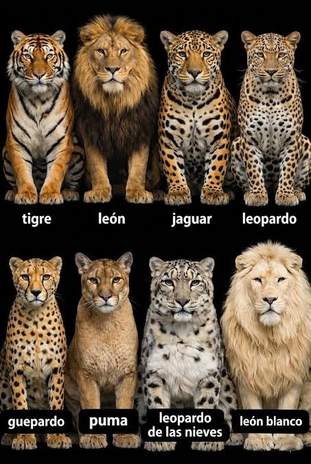 Tio Felino (Leo) tweet media