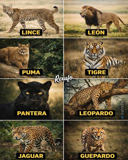 Tio Felino (Leo) tweet media