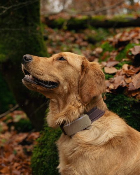 Pet Age Magazine tweet media