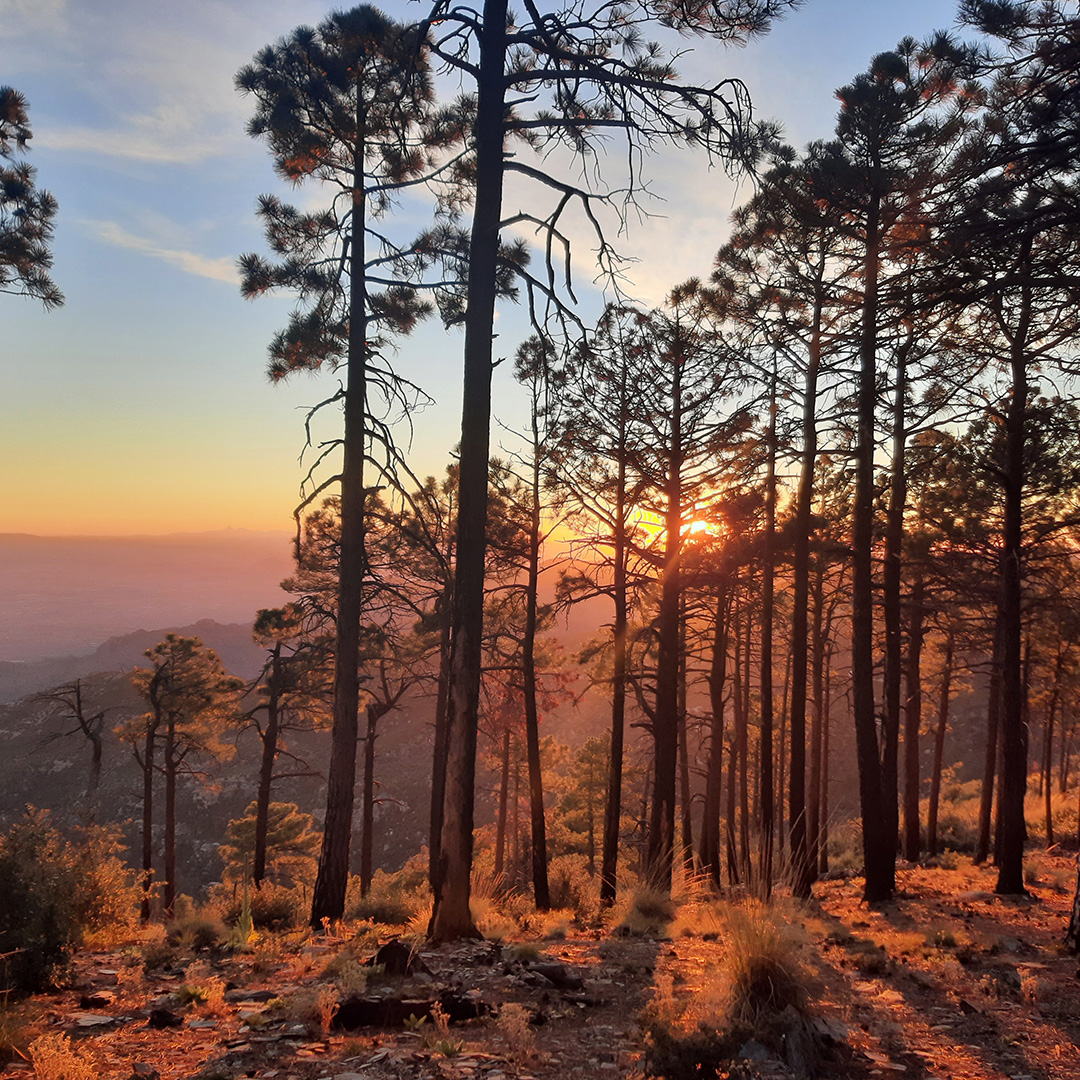 Sky_Islands's tweet photo. Want to camp with us on #MtLemmon over the solstice weekend, June 19-21? We’re hosting a volunteer trip. It’s been six years since the #BighornFire. But signs of renewal are all around, and you can be part of efforts to heal the mountain: https://t.co/7U07Hh4kFP https://t.co/K4i3Eisp2w