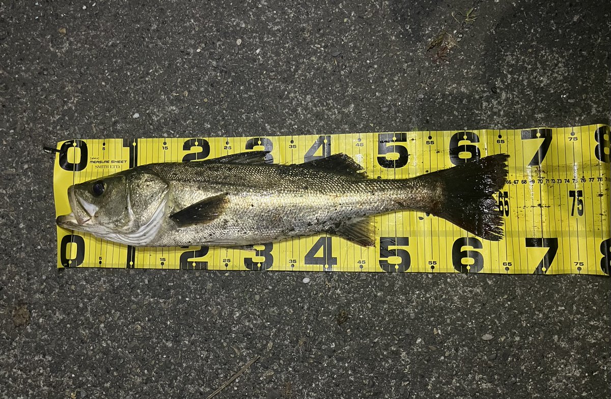 whatsup_fish's tweet photo. 都市型河川のコノシロパターンにて、
マリエラ68Sでシーバスとクロダイを
キャッチ♪

この食わせ方、とても好きです。

PR
#トレフルクリエーション
#マリエラ68S
#マリエラ監修者
#カルティバ
#サクラルアーディビジョン
#シーバス https://t.co/kYHfllFpP9