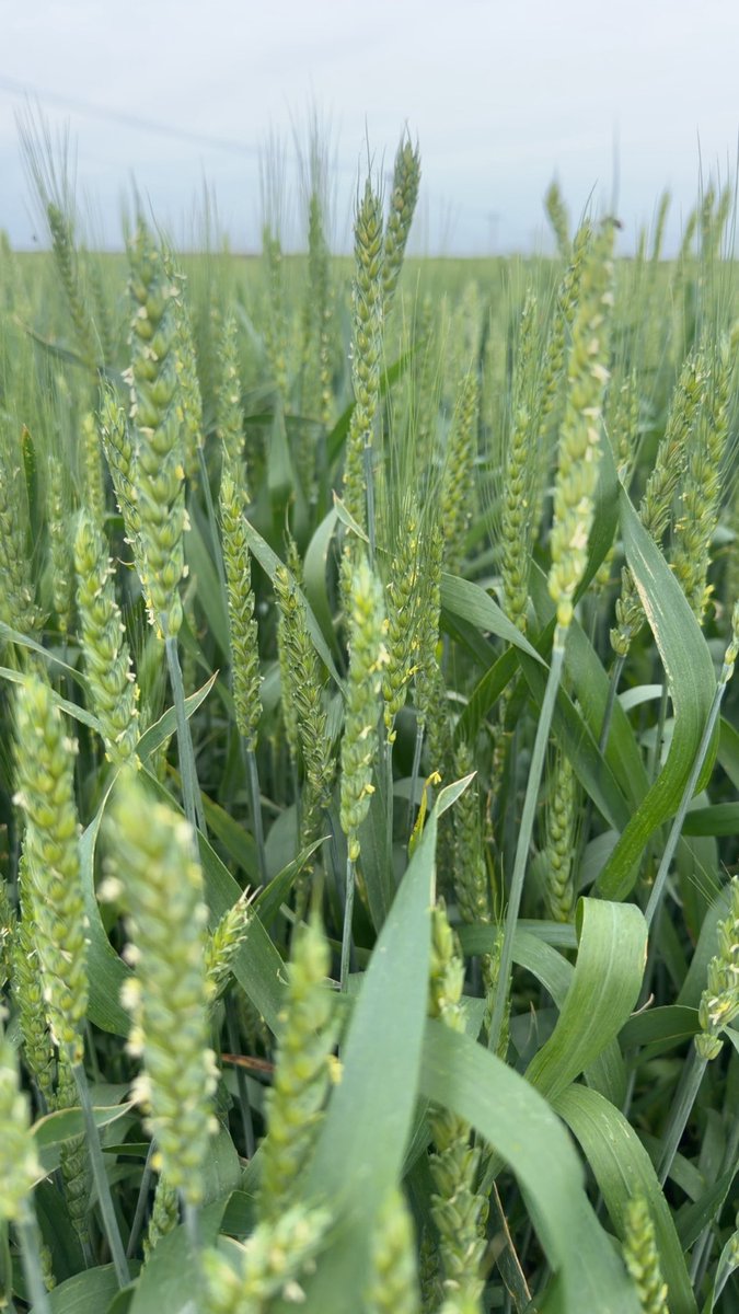 AgOne_Solutions's tweet photo. Edgar Co wheat fungicide https://t.co/e9BKjpTYqx