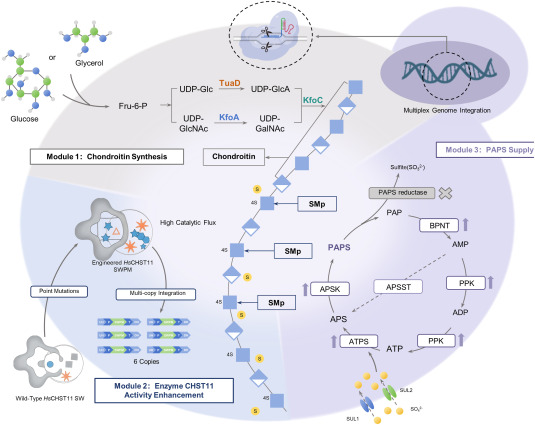 BioDesignR tweet picture