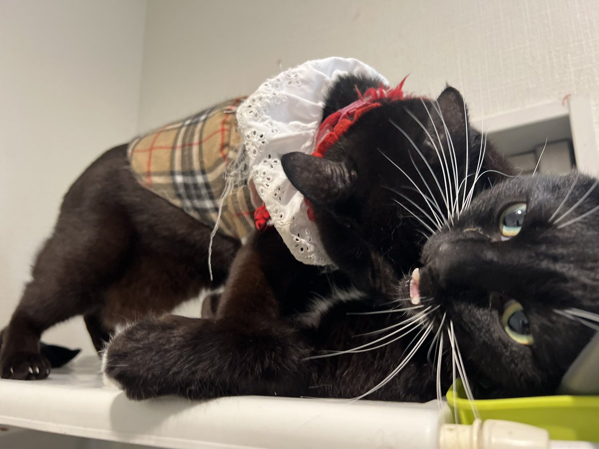 mkirdth's tweet photo. 姉猫に噛まれた瞬間の弟猫の表情が面白い #猫 https://t.co/4Ik4SafFHH