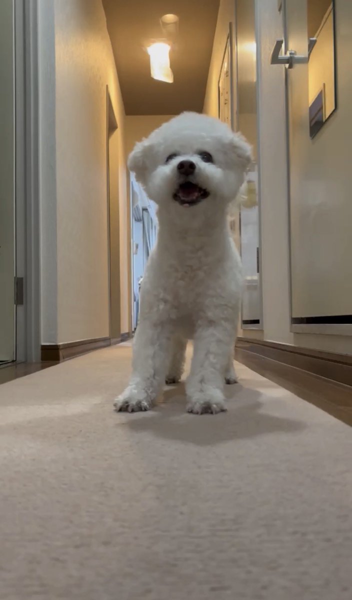 FatChanceHotel9's tweet photo. 保護犬だったナナちゃんがわが家に来て、今日でちょうど8年。13歳（推定）になりました！ これからもよろしくお願いしまーす。 https://t.co/1GT6yAnDyU