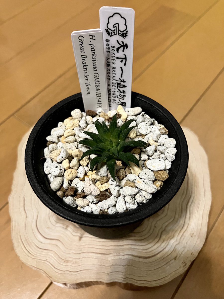 mac_iha's tweet photo. 天一延長戦

当日預かってもらっていたハオルチアをお店に引き取りに行って私の今年の天下一植物界は終了です

※写真はいつかのGreen note https://t.co/NOWCxtt5HQ