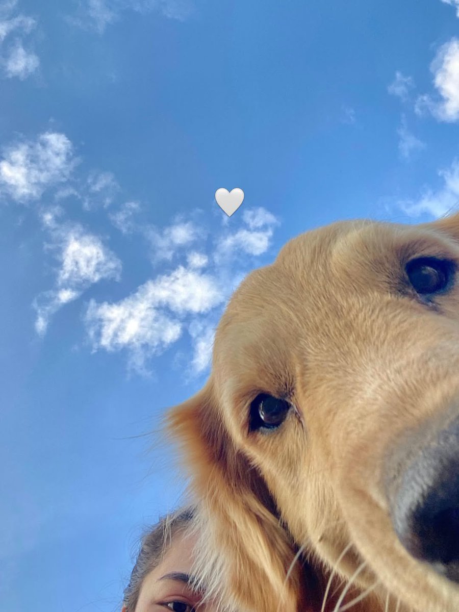 LingLingVNFC's tweet photo. [ IG linglingkwong Update : 260526 ]

"Please let me come and see that wonderful soul one last time 🤍"

That story caption this afternoon made my heart sink, and now we know Ling was saying her final goodbye to Tofu. Thank you, Tofu, for bringing so much joy into Ling's life. Sleep well, little angel. From now on, please watch over and warm LingLing's heart for us! 🤍

#Linglingkwong #หลิงหลิงคอง