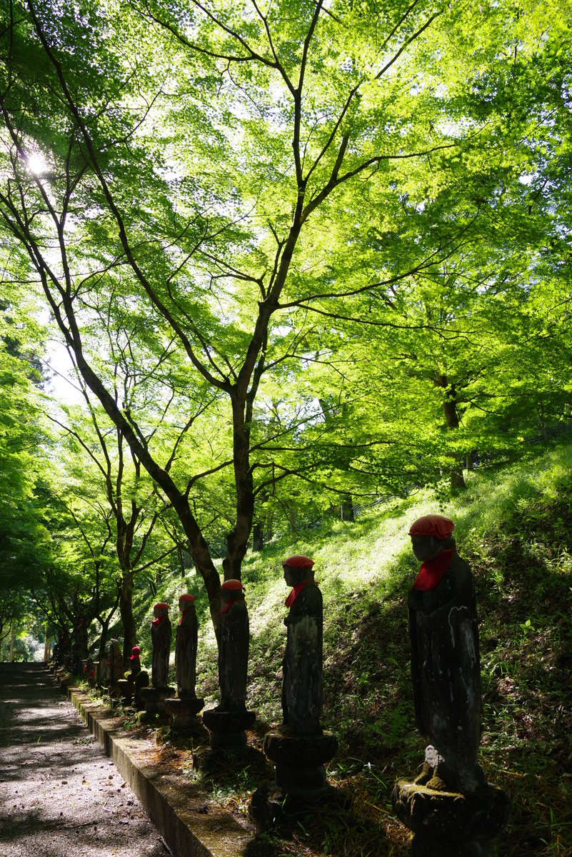 PENTAXXER's tweet photo. J limited 01/HD PENTAX-D FA 28-105mm F3.5-5.6 ED DC WR
初訪問の金蔵院。
行ったのが遅くて斜陽で参道もだいぶ陰っていたので… 光が射してる辺りだけ。紅葉の名所だけにもみじが多い☺️
#金蔵院 #佐野市 #新緑 #PENTAXGREEN #リコペン風景部 #PENTAX #jlimited01 #pentaxk1mkii #pentax_dfa28105 https://t.co/FLrt49rEi6