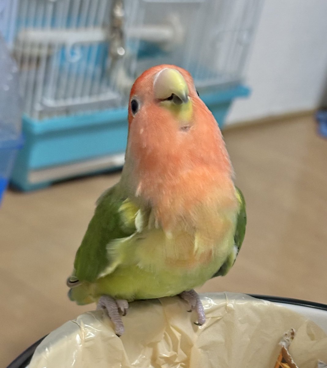 torinosimobe's tweet photo. こちらはゴミ箱にケツを向けてうんちをしたことを褒めに褒められてドヤるインコ https://t.co/aFVcW3E4MS