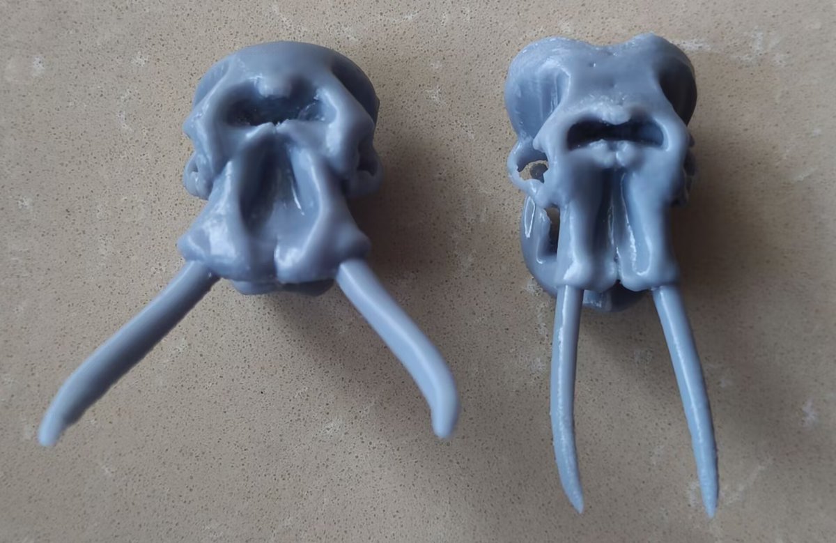Grasher2002's tweet photo. They are printed to scale based on the largest African elephant skull and the largest Asian elephant skull.
Interestingly, despite having a wider snout and brow spacing, the African elephant's skull appears to be actually smaller than that of the Asian elephant. https://t.co/A1PuR2hEDv