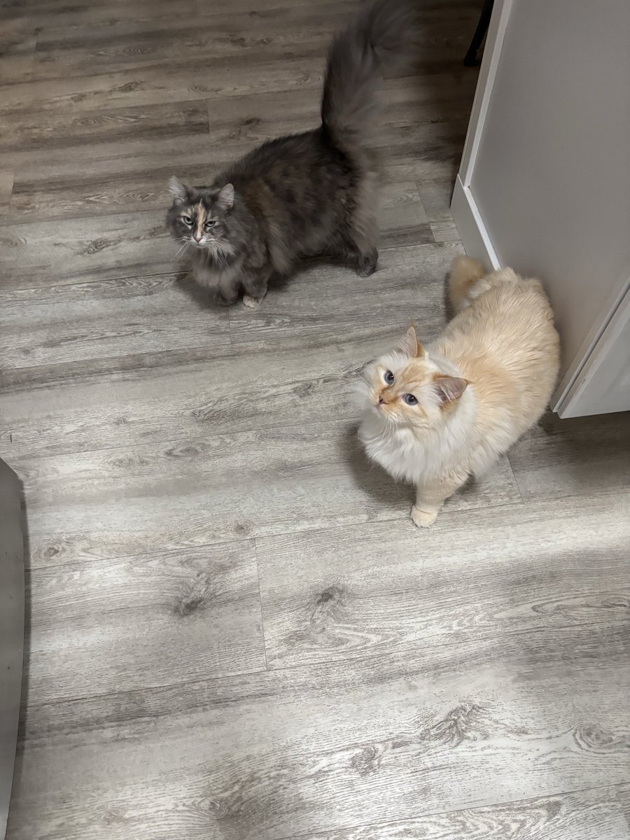 Juju and Cleo tweet media