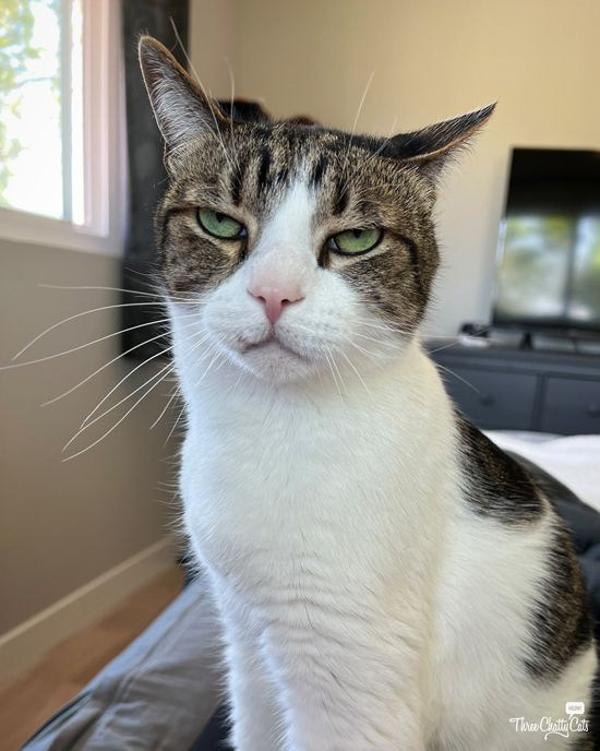 0xMew tweet media