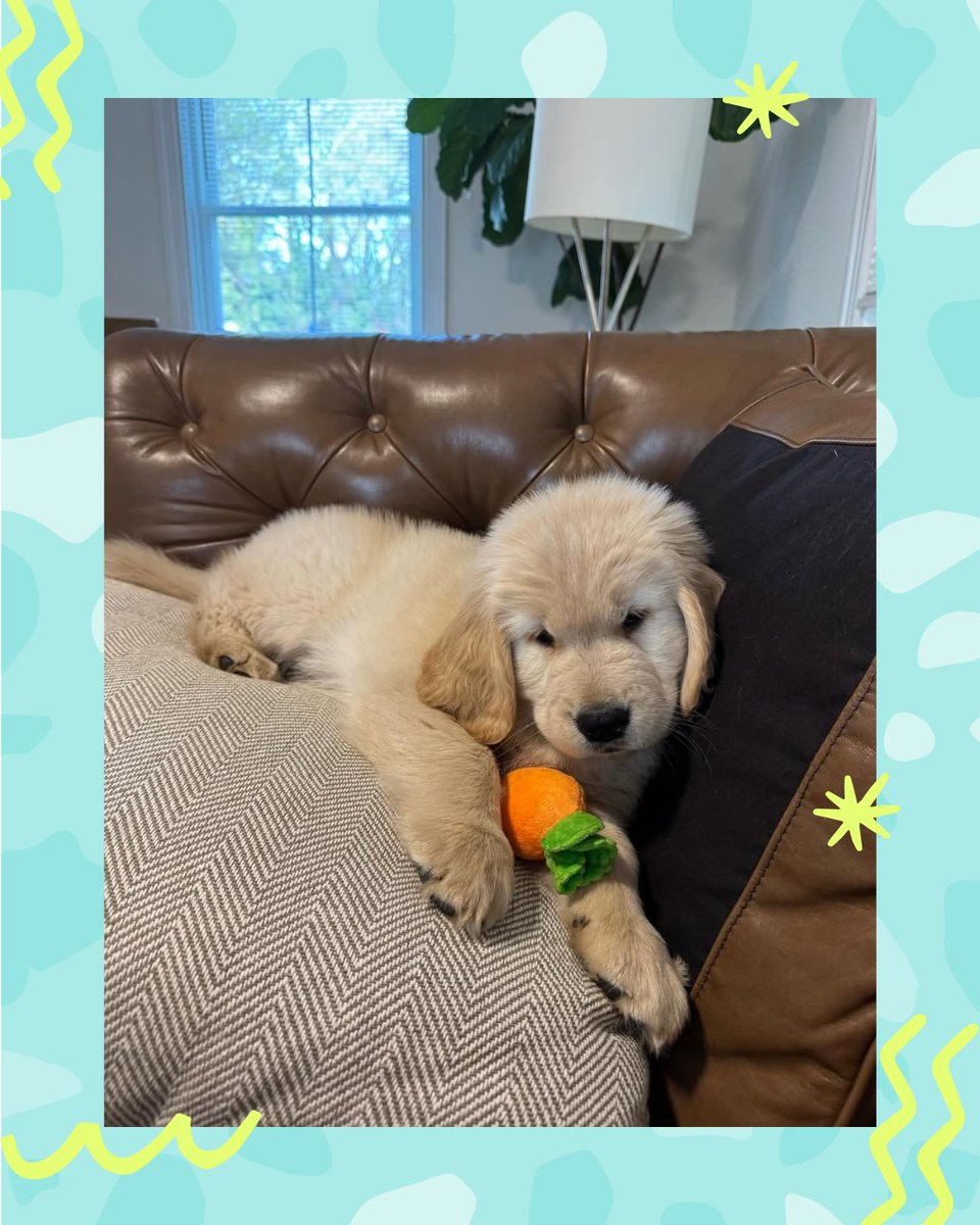 FigoPet's tweet photo. How many times can you say you've been tagged in someone's first post? Honored to be your first, @rudeebooty 🥕 https://t.co/OH0P82qqnR