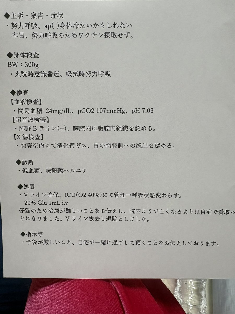 51_oO_'s tweet photo. 保護猫団体から5/14日に数万円で譲渡した2ヶ月の子がたった11日で亡くなりました。譲渡の時に聞きされていたのは低体重と目やに。病院に連れていった結果は聞かされていない内容の病気ばかり。前日まで元気だったのに5/24の夕方から体調が急変。病院に2件言った結果が3枚目の写真です。#拡散希望 #暴露 https://t.co/hCuUiZ54Ny