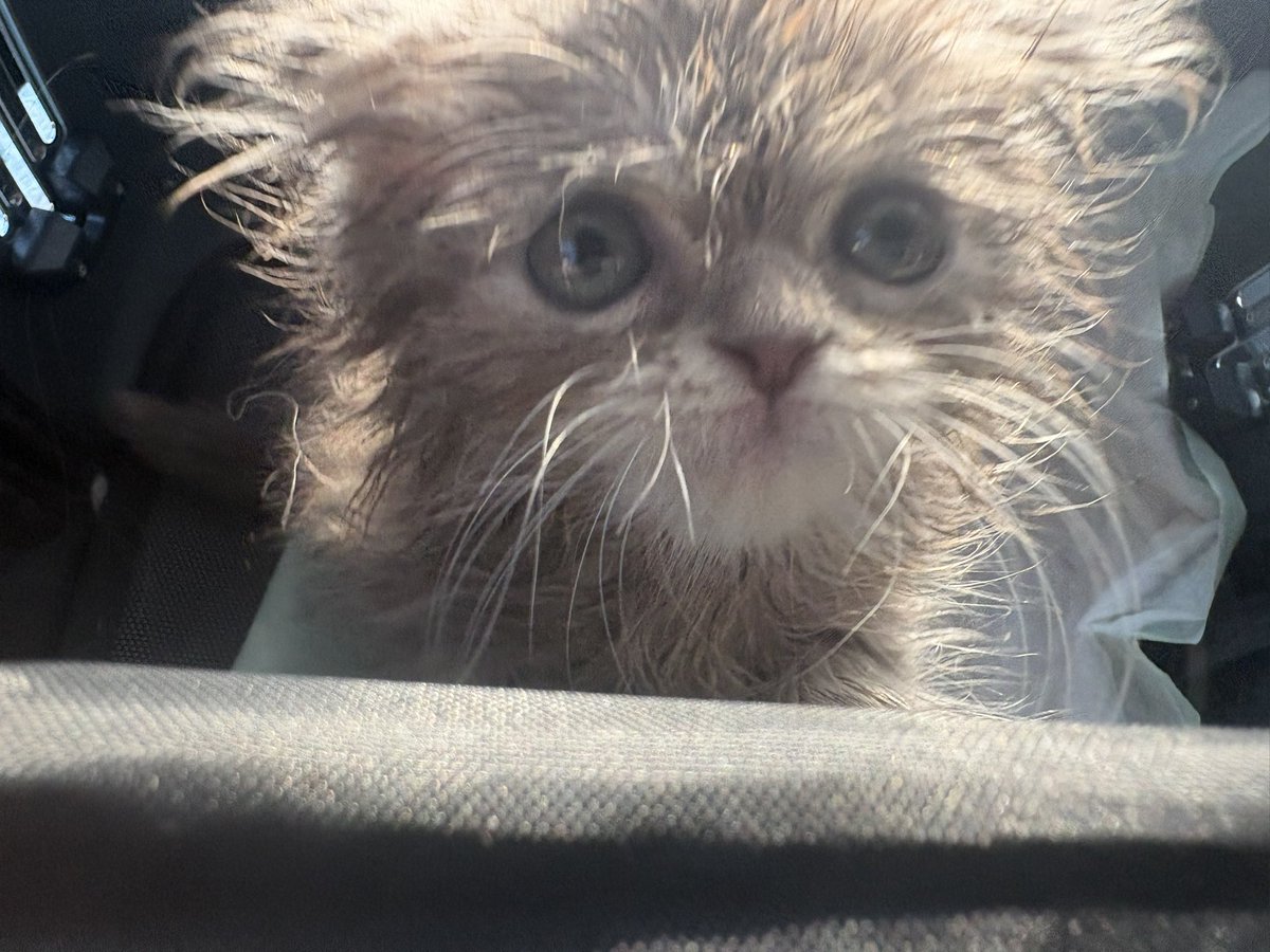 51_oO_'s tweet photo. 保護猫団体から5/14日に数万円で譲渡した2ヶ月の子がたった11日で亡くなりました。譲渡の時に聞きされていたのは低体重と目やに。病院に連れていった結果は聞かされていない内容の病気ばかり。前日まで元気だったのに5/24の夕方から体調が急変。病院に2件言った結果が3枚目の写真です。#拡散希望 #暴露 https://t.co/hCuUiZ54Ny