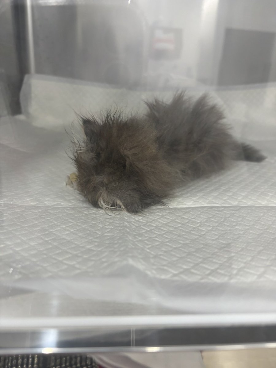 51_oO_'s tweet photo. 保護猫団体から5/14日に数万円で譲渡した2ヶ月の子がたった11日で亡くなりました。譲渡の時に聞きされていたのは低体重と目やに。病院に連れていった結果は聞かされていない内容の病気ばかり。前日まで元気だったのに5/24の夕方から体調が急変。病院に2件言った結果が3枚目の写真です。#拡散希望 #暴露 https://t.co/hCuUiZ54Ny