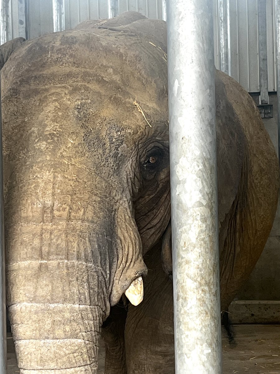 japanelephants's tweet photo. 🕯️🐘 10 yrs ago today, Hanako died after 60+ yrs alone at Tokyo’s Inokashira Zoo.
After her death, we founded EIJ, promising never to forget her or the other “Hanakos” in captivity.
Coming soon: Our first on-site reassessment since Dr. Lindsay’s investigation.
#RIPHanako https://t.co/FuAIgKgZjL