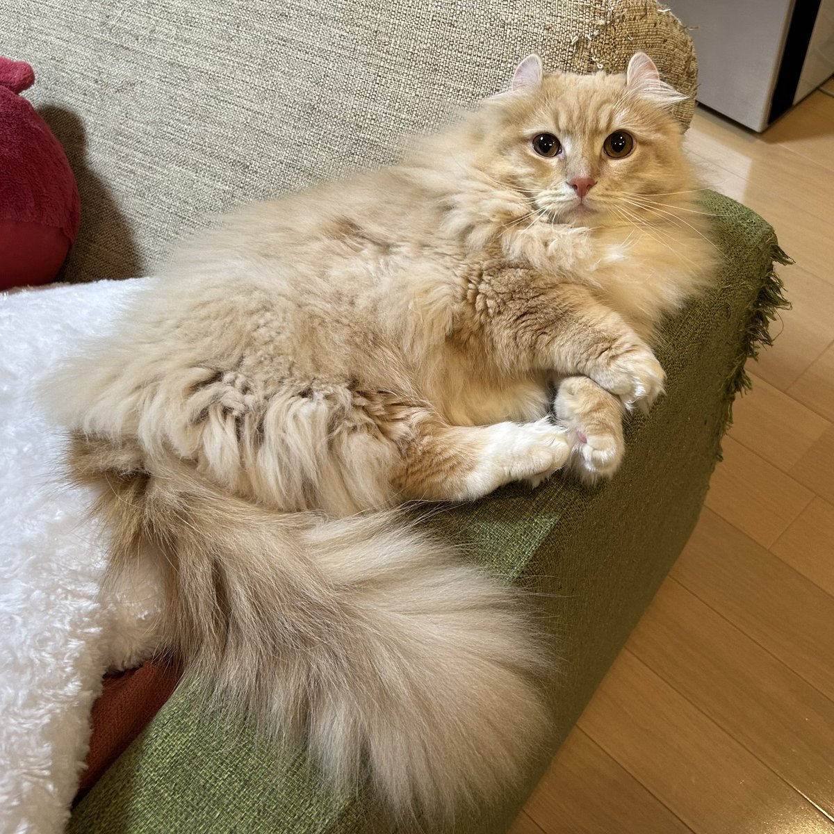 ちゃろこ🐈 tweet media
