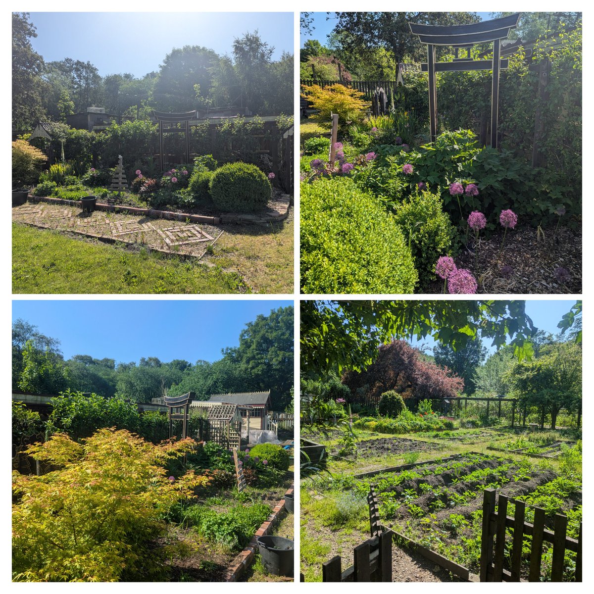 lifeonpigrow's tweet photo. A few pics from today #growthproject #garden https://t.co/YNu5Idxrwu