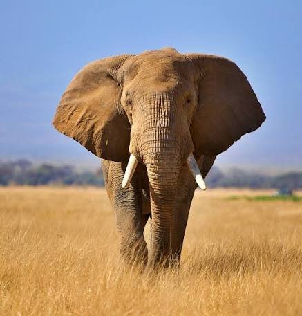 Elephant tweet media