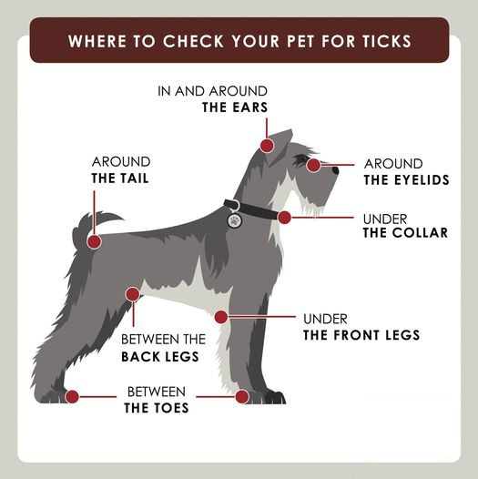 wchealthdept's tweet photo. Like people, pets can get tickborne diseases and bring them into your home. To keep pets healthy check them any time they have been outside. Finding and removing ticks on pets may prevent crawling ticks  from getting on you or others. Learn more: https://t.co/qBr5geHcrq https://t.co/u1GKM5gtUB