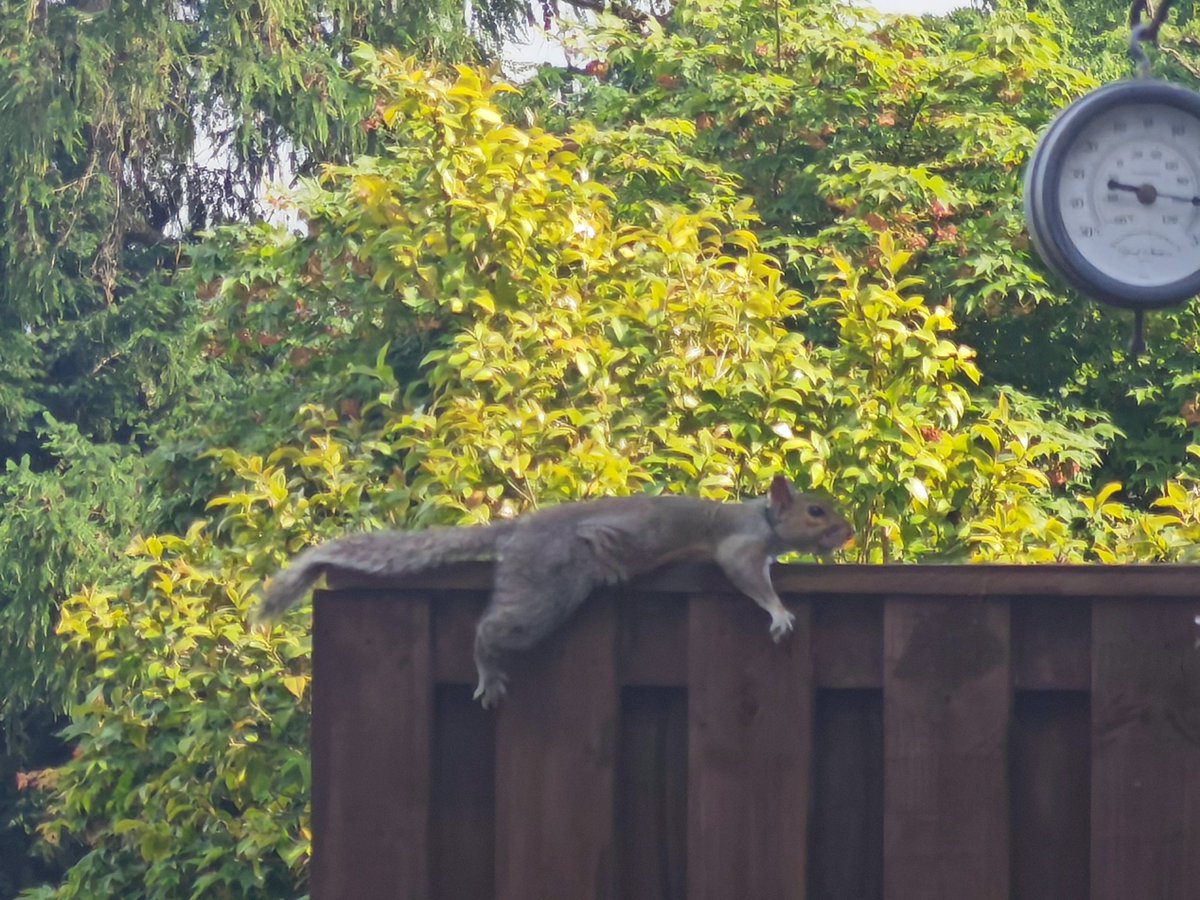 PolicyRob's tweet photo. The squirrel I feed in my garden everyday also appears to no longer be amused by the heat, and has just given up. I feel you brother. I feel you. 🥵 #DayOffThings https://t.co/a2nDouqs6Q