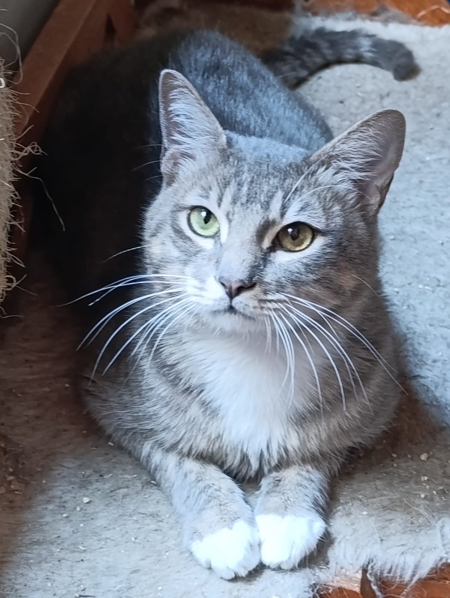 Ari_Arciniega6's tweet photo. No puedo creerlo el porque se están intensificando los abandonos .🐈abandonado bajo la lluvia , Más su fiel corazón esperaba atento bajo el 🌳dónde lo dejaron , Convido a algún💝quien le pueda brindar alojamiento, es macho de aprox 3 años Esterilizado y afable 📝👇 Rt CDMX 🐾 https://t.co/ojUMGILg2j