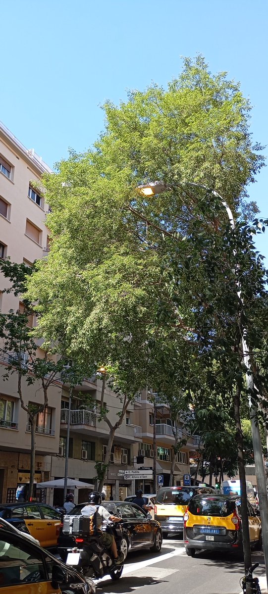 Karkarmeta's tweet photo. @bcn_ajuntament  ara mateix Carrer València /Lepant/Padilla etc...faroles il.luminades 16.30h😬 https://t.co/sSj7eEd0qC