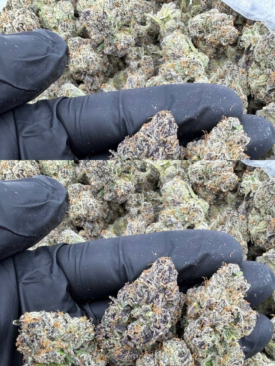 famosin_30's tweet photo. PURPLE STARBURST PREMIUM INDOOR
CANNABIS FLOWER, Top shelf weed man
Bomb gsc purple bubba blue taffee duvine
Jelly cut black truffles lemon cherry Runtz
Papaya huasca bolo Runtz all exotic candy
Weed packs #review #candyweed #Cali
#exoticweed #slurricane #LCG #Distro https://t.co/ncWPUsDiR6