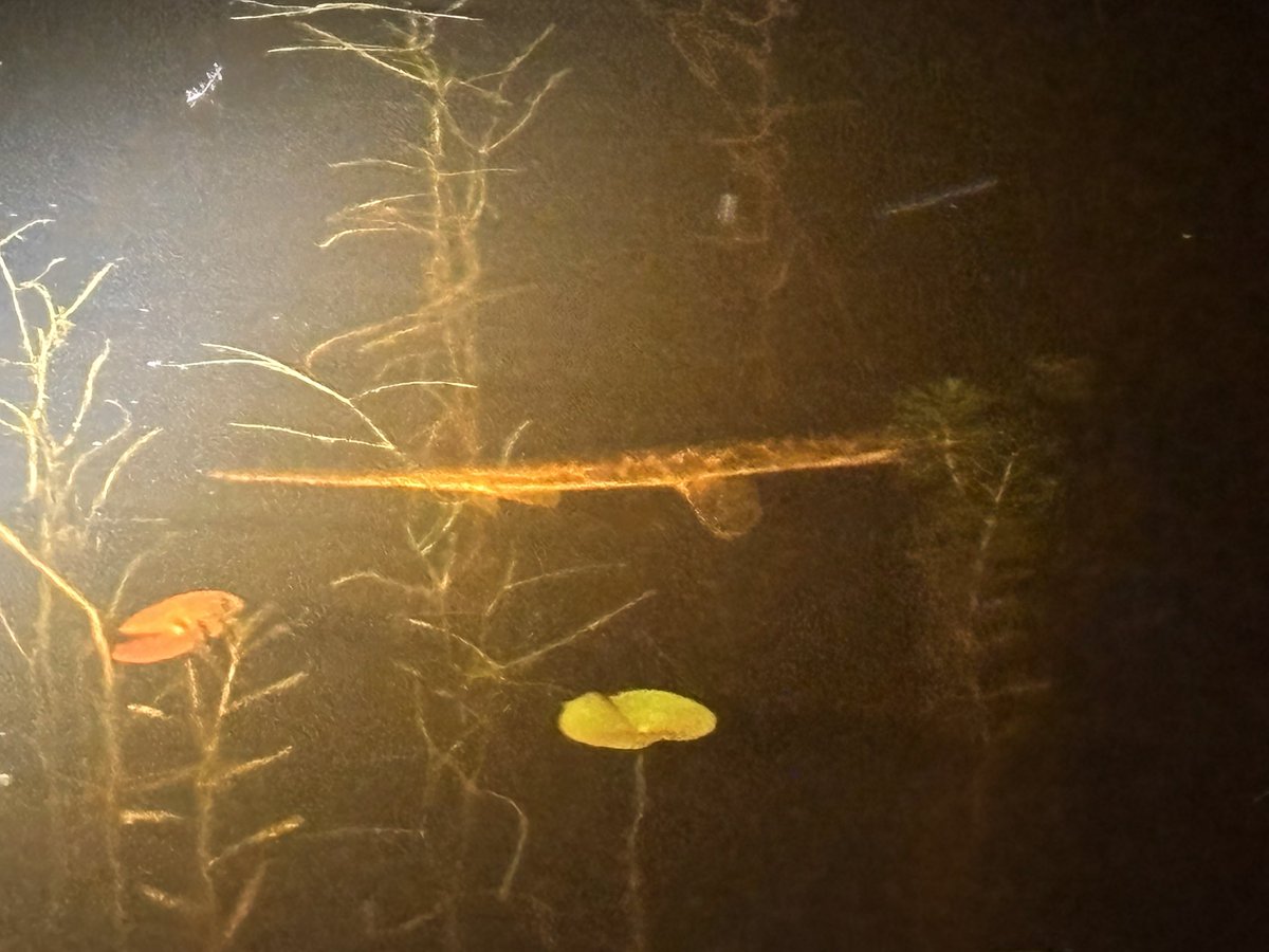 vernophobic's tweet photo. saw a gar last night :3 love these guys https://t.co/ncOc8fOgdw
