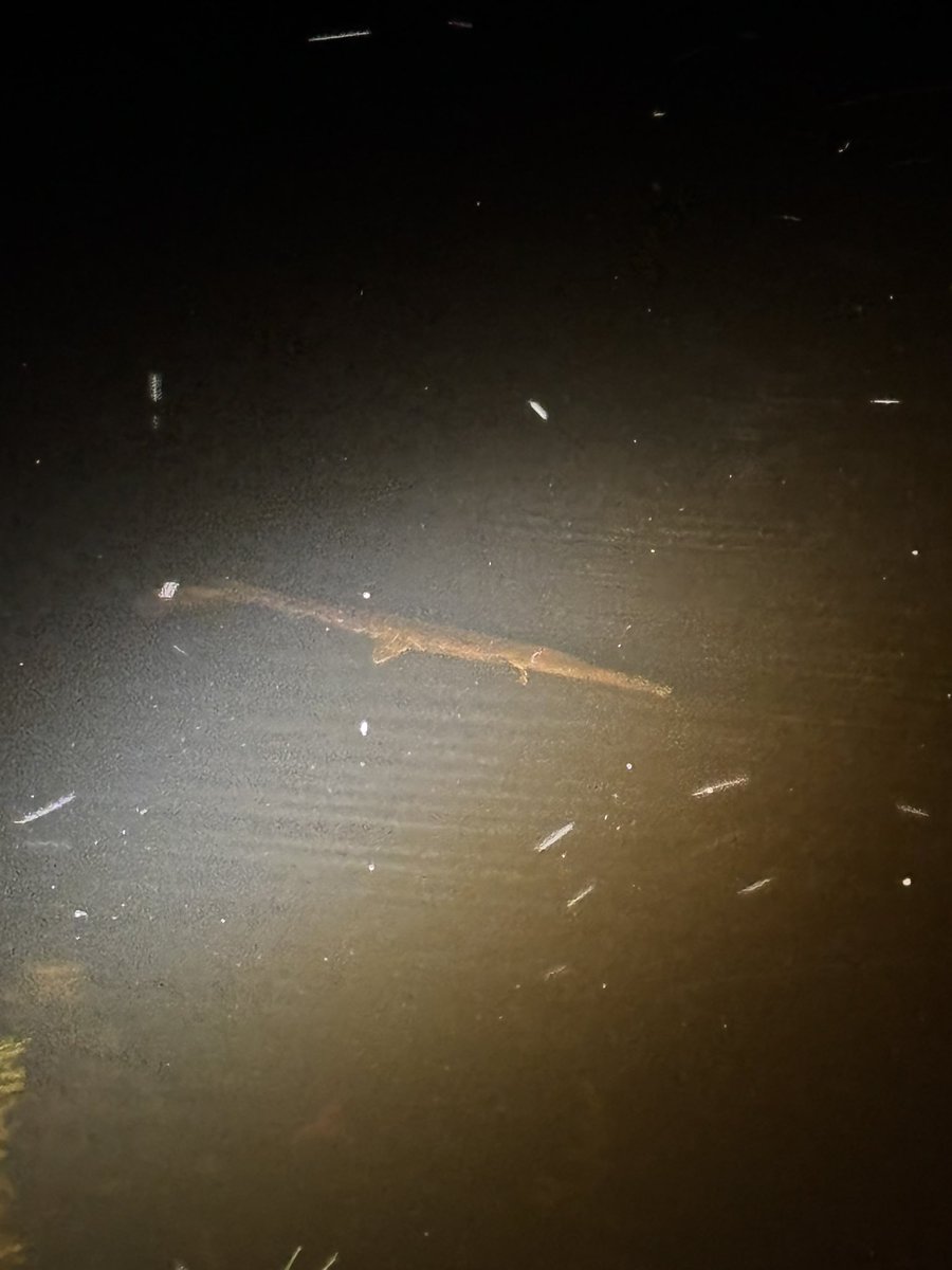 vernophobic's tweet photo. saw a gar last night :3 love these guys https://t.co/ncOc8fOgdw