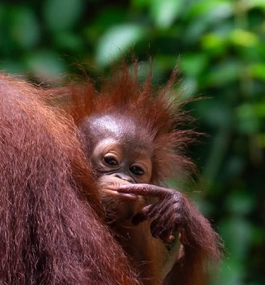 𝕩𝕏𝔻𝕒𝕣𝕜 𝕆𝕣𝕒𝕟𝕘𝕦𝕥𝕒𝕟 ℙ𝕣𝕚𝕟𝕔𝕖𝕏𝕩 tweet media