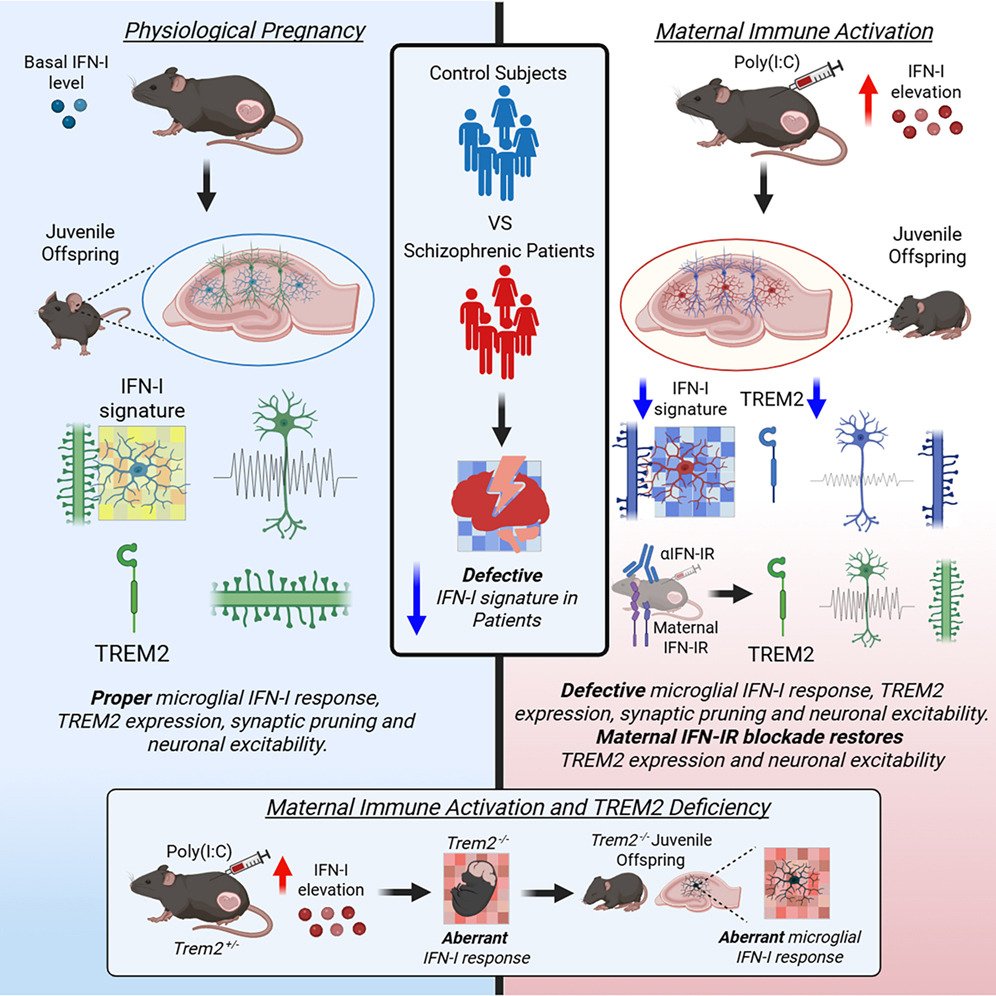 LukensJohnR's tweet photo. Maternal-fetal type I interferon signaling drives TREM2 dysregulation and synaptic dysfunction in neurodevelopmental disorders @NeuroCellPress  https://t.co/GEiIGcOwoR https://t.co/E5t56O7mpy
