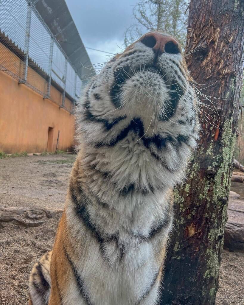 DJ burger 🍔🐯🎵 tweet media