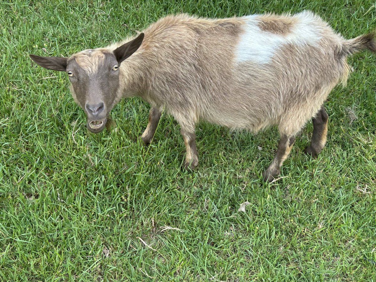 LisaLp23's tweet photo. Happy 8th Birthday to my sweet Nigerian Dwarf goats, Valentine & Nougat! 🎉🐐💕
From tiny kids to sassy 8-year-olds, these two have brought endless joy, mischief, and cuddles to the farm.
Extra treats and head scratches all day!
Who else has birthday goats?
#GoatLife #NigerianDwarfGoats #HappyBirthday