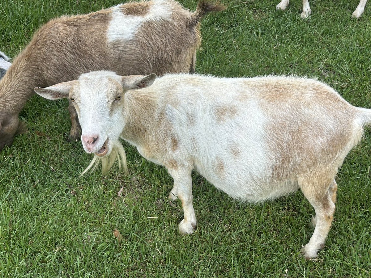 LisaLp23's tweet photo. Happy 8th Birthday to my sweet Nigerian Dwarf goats, Valentine & Nougat! 🎉🐐💕
From tiny kids to sassy 8-year-olds, these two have brought endless joy, mischief, and cuddles to the farm.
Extra treats and head scratches all day!
Who else has birthday goats?
#GoatLife #NigerianDwarfGoats #HappyBirthday