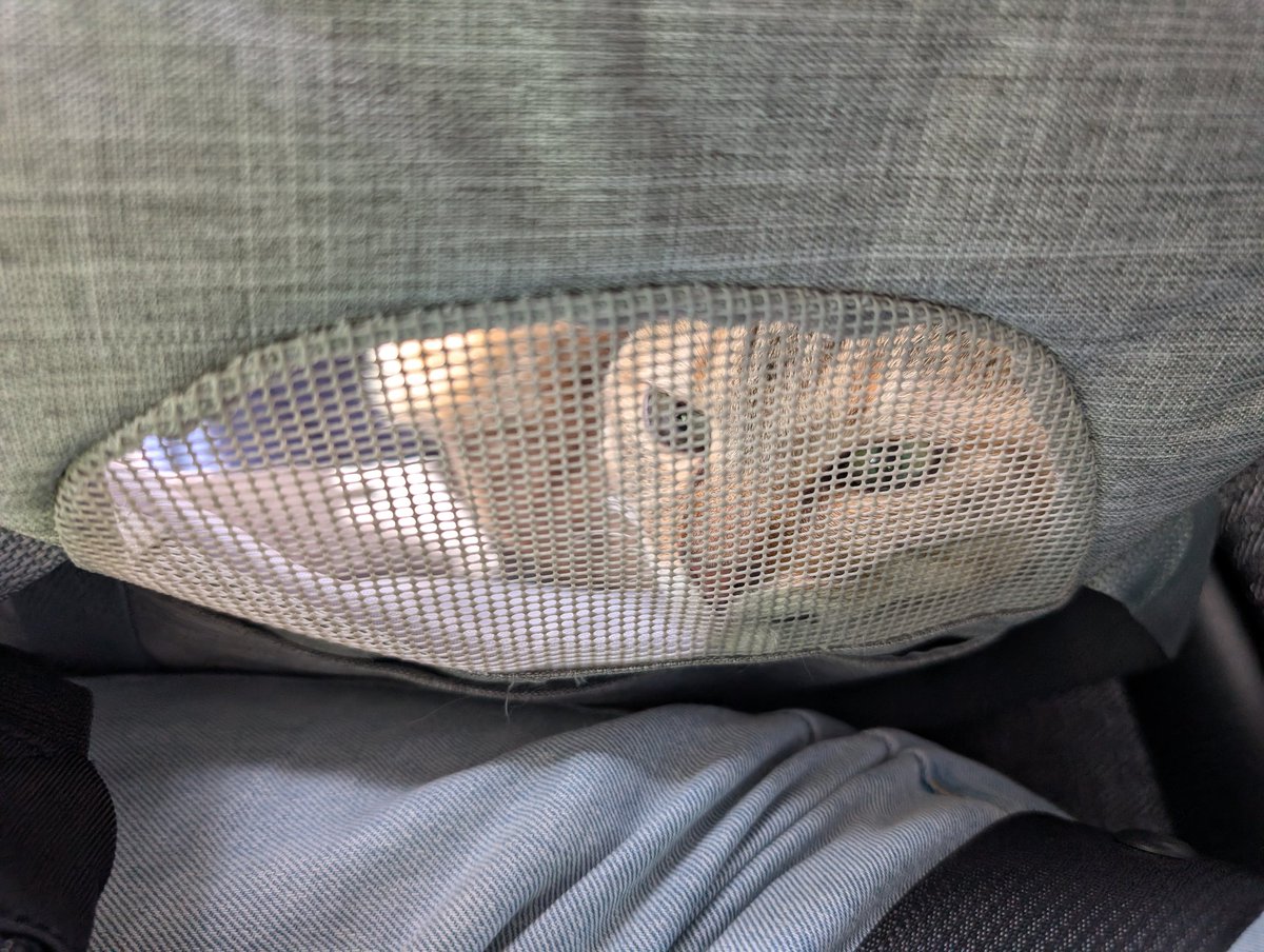 Whi_Cha_Degu's tweet photo. 健康診断＆ワクチン後のおふたり様。
おつかれ様。 https://t.co/pdMxyIn50X