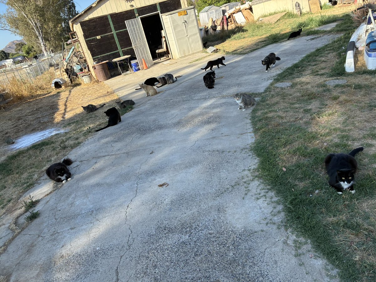 Siouxbear the real one, from 2016🐈🙏🐈⬛ tweet media